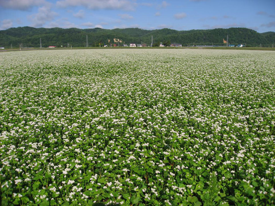 5月12日播種キタミツキ
