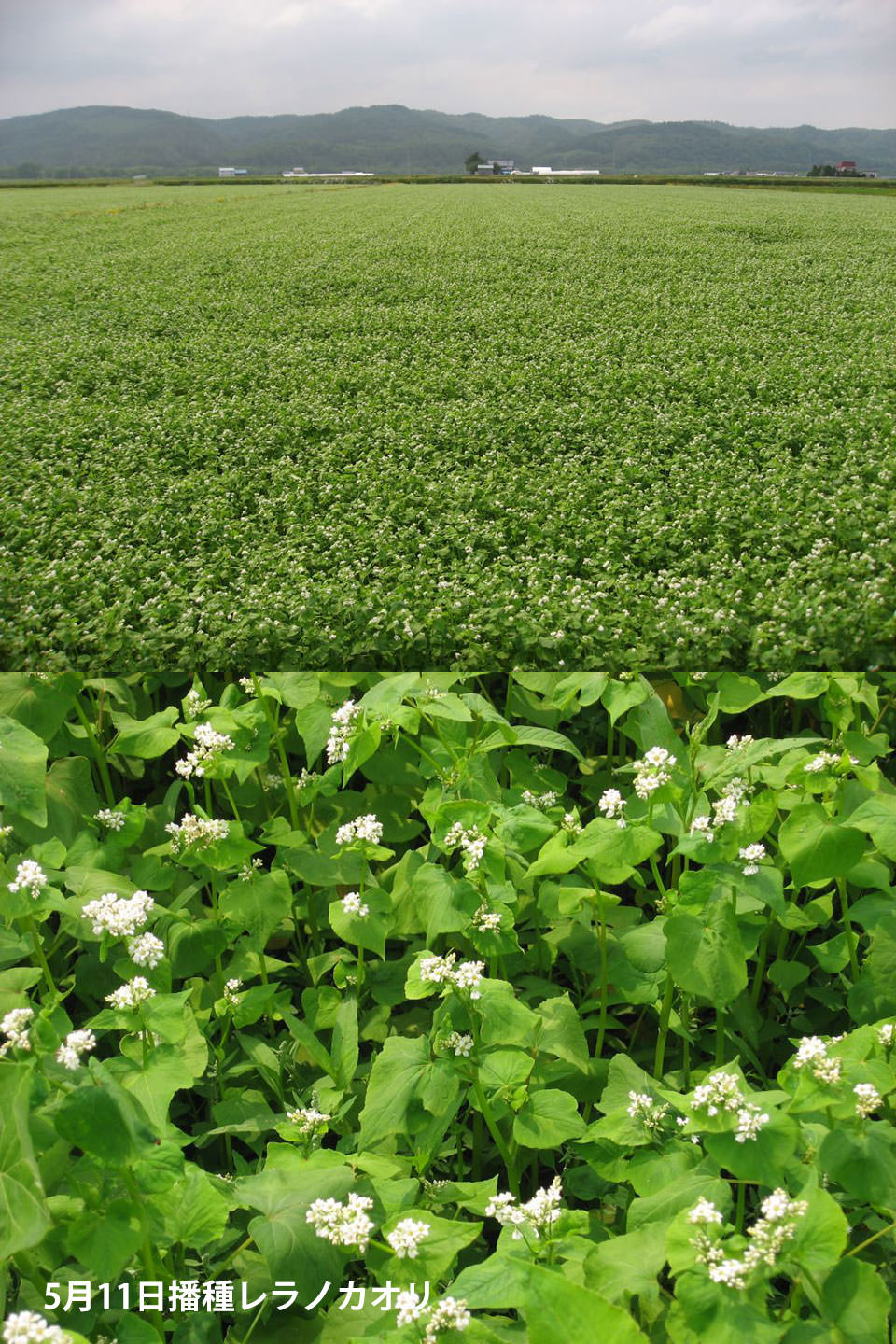 5月11日播種レラノカオリ