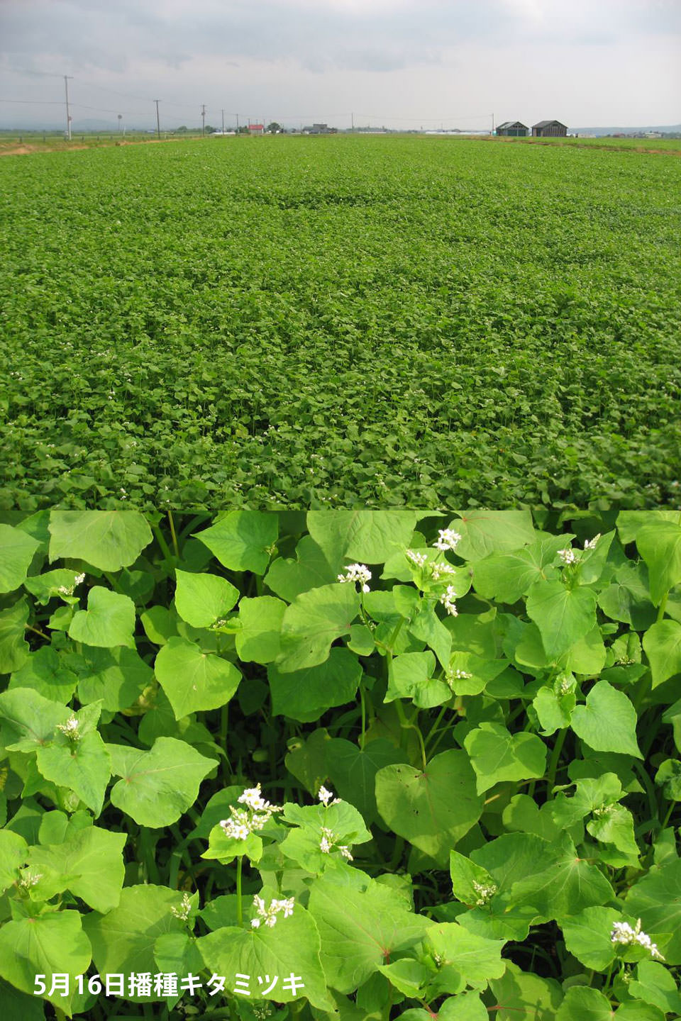 5月16日播種キタミツキ