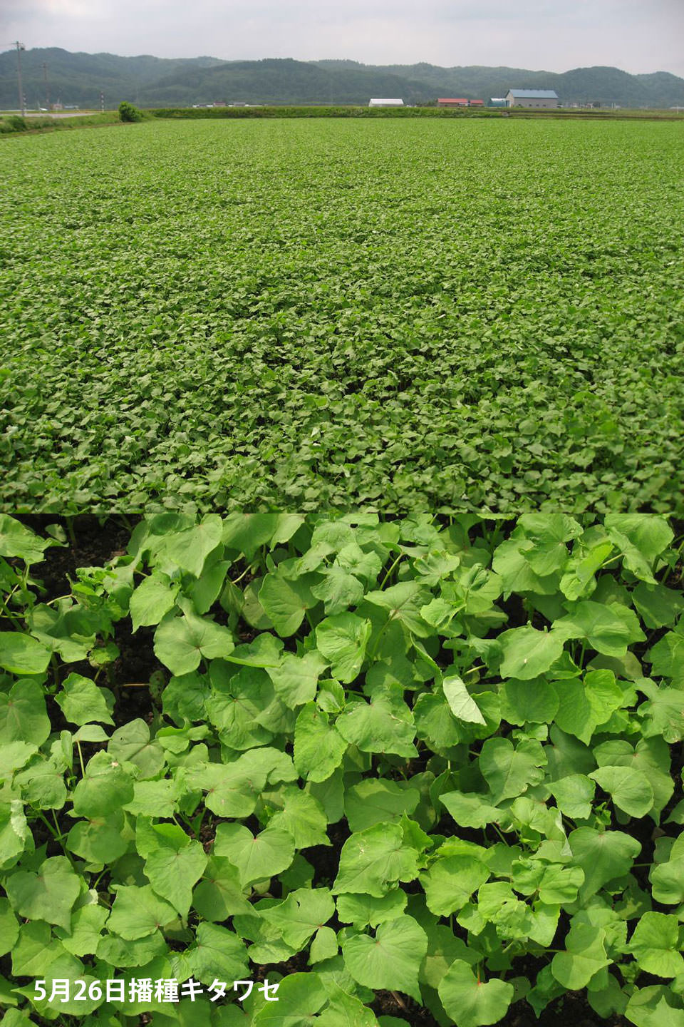5月26日播種キタワセ