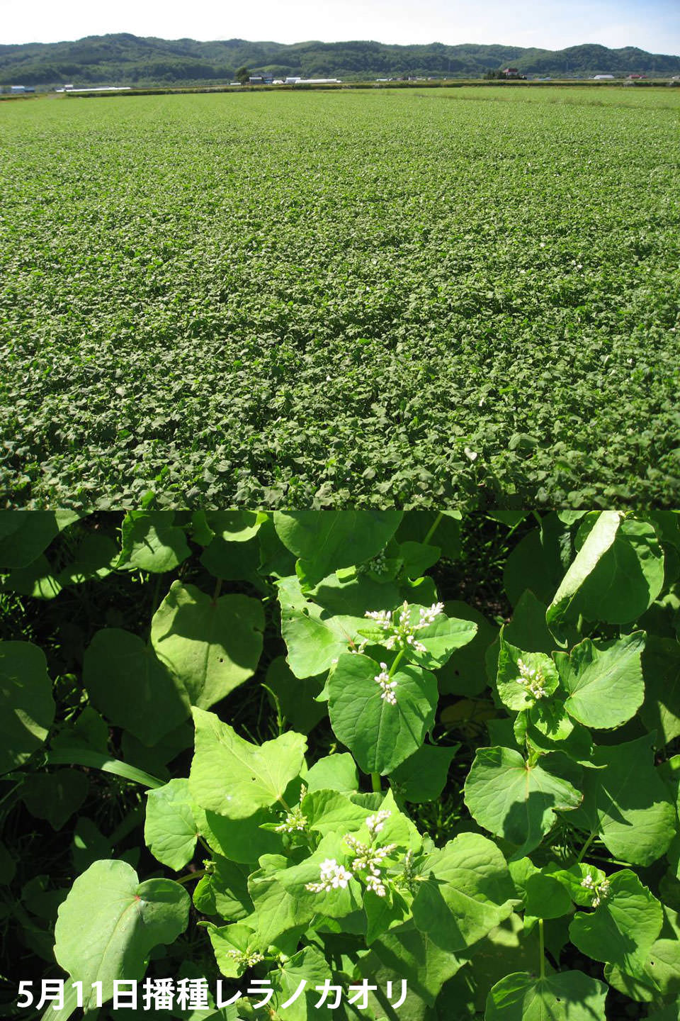5月11日播種レラノカオリ