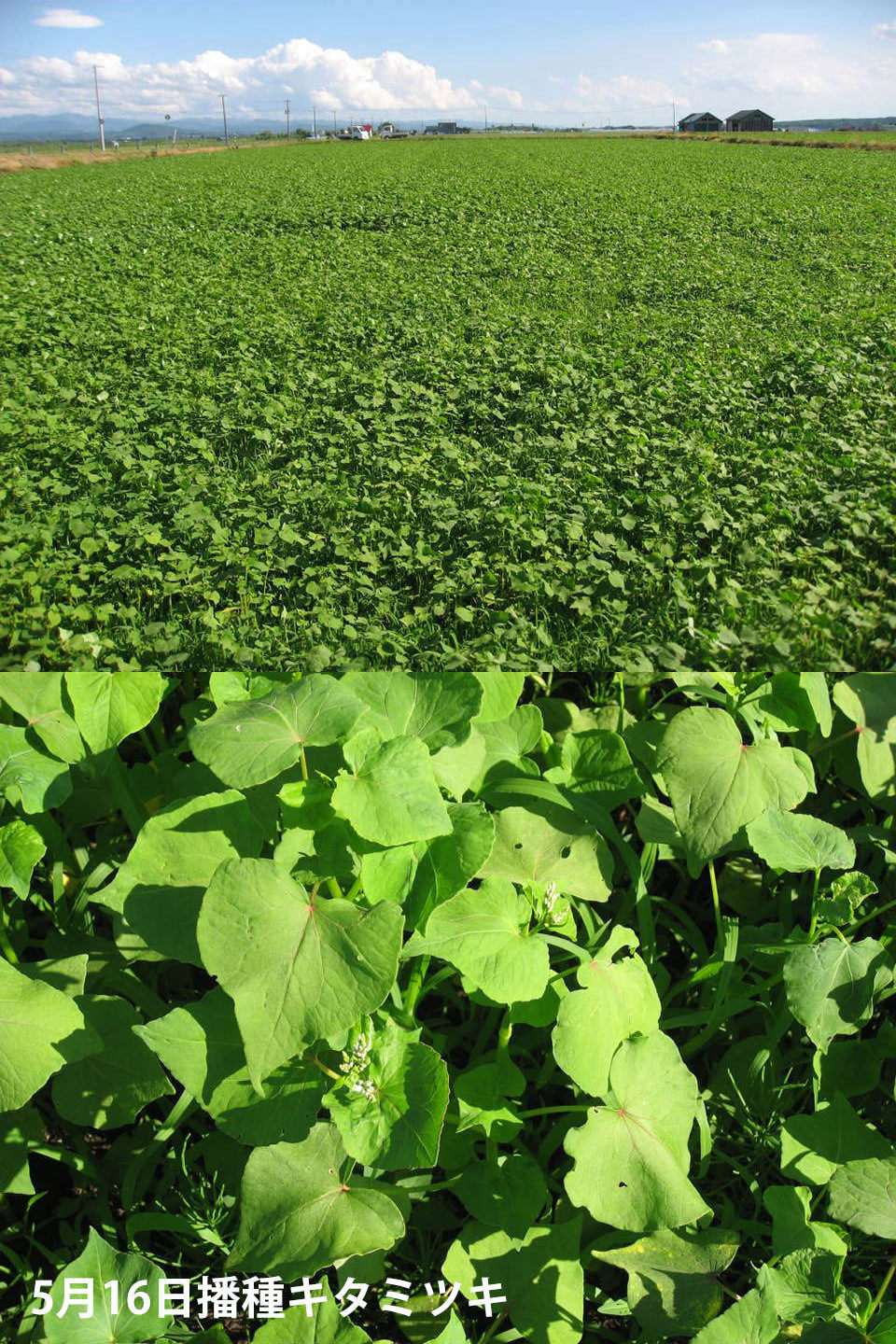 5月16日播種キタミツキ