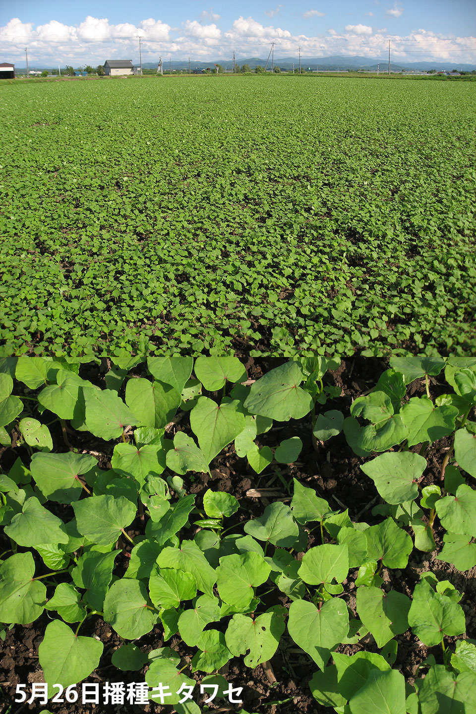 5月26日播種キタワセ