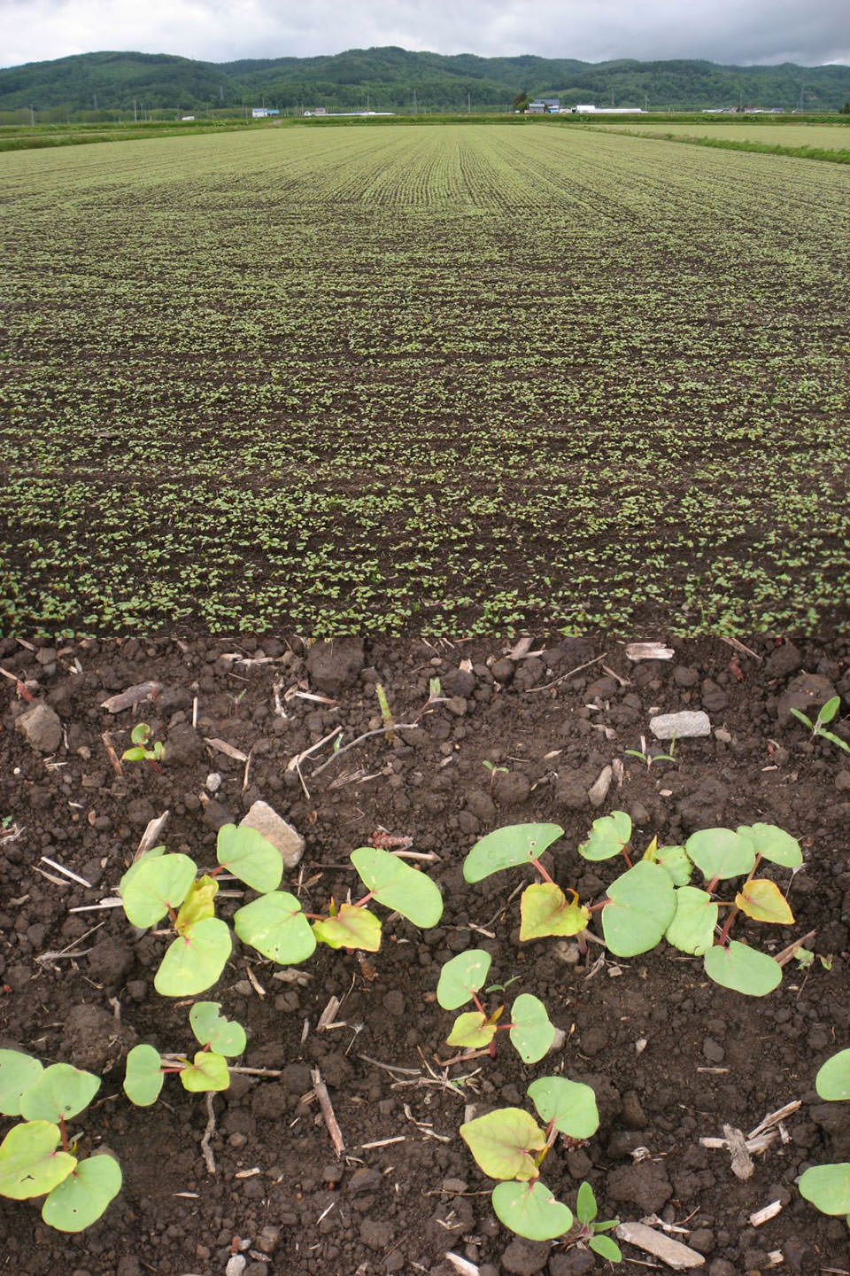 5月11日播種レラノカオリ