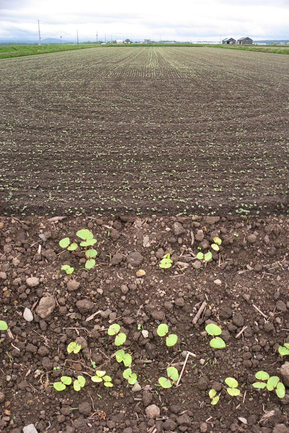 5月16日播種キタミツキ