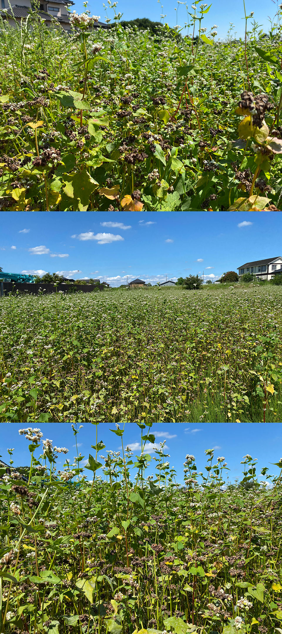 茨城県坂東市神田山「キタワセ」収穫間近!