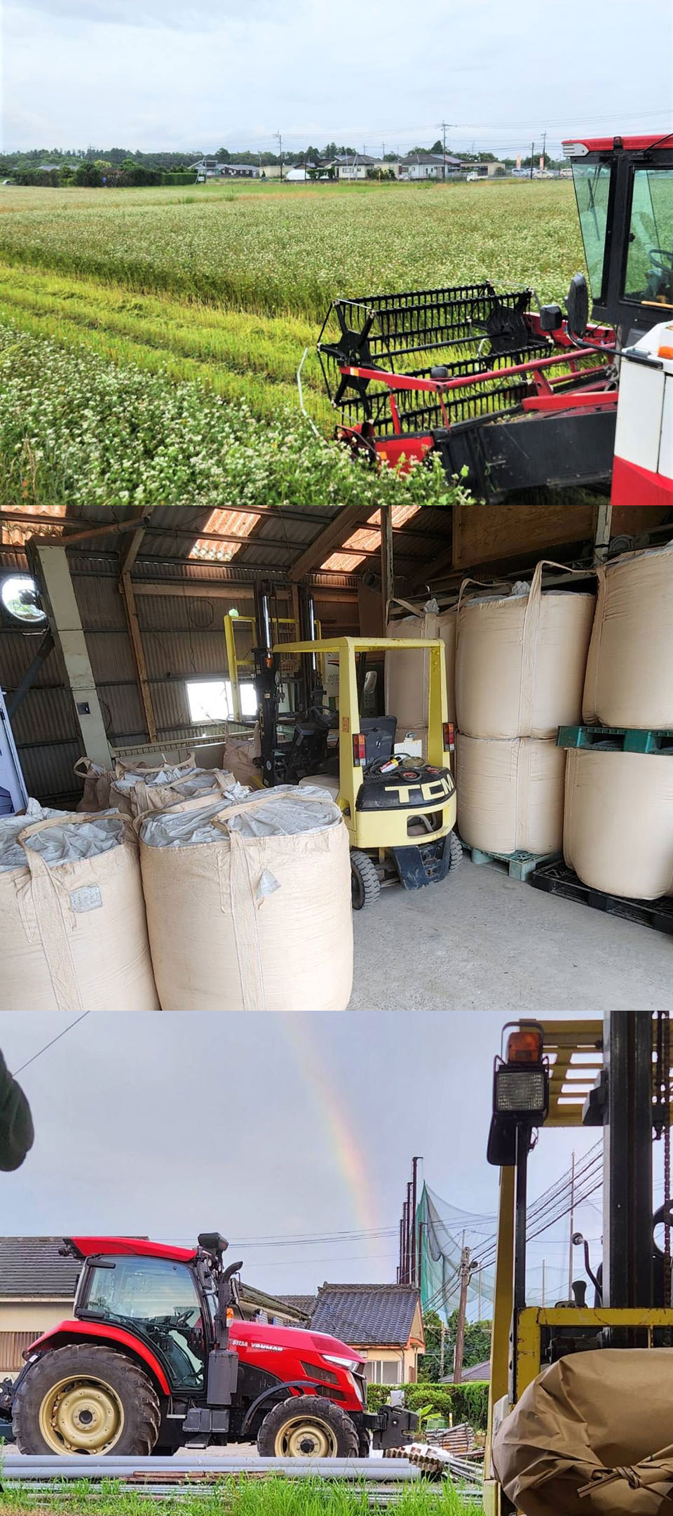 鹿児島県産「春のいぶき」