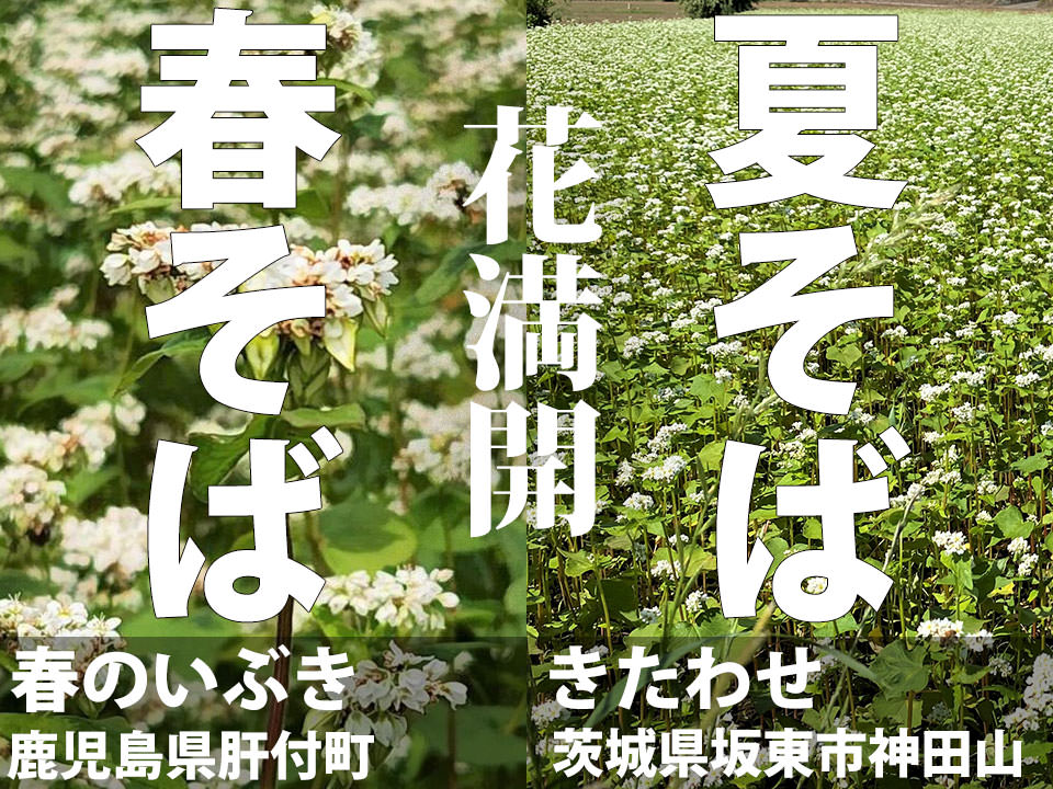 「春そば、夏そば」花満開!!
