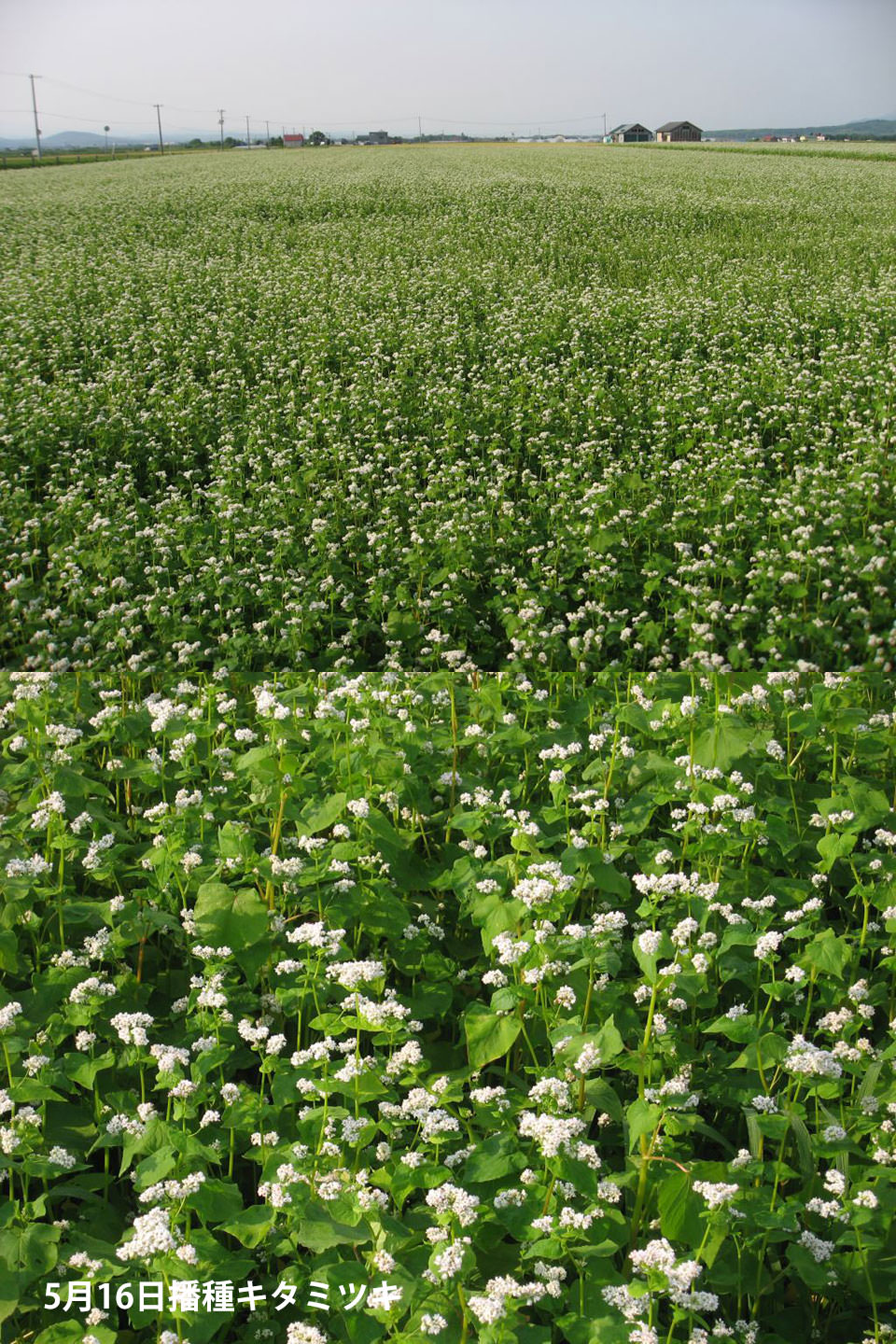 5月16日播種キタミツキ