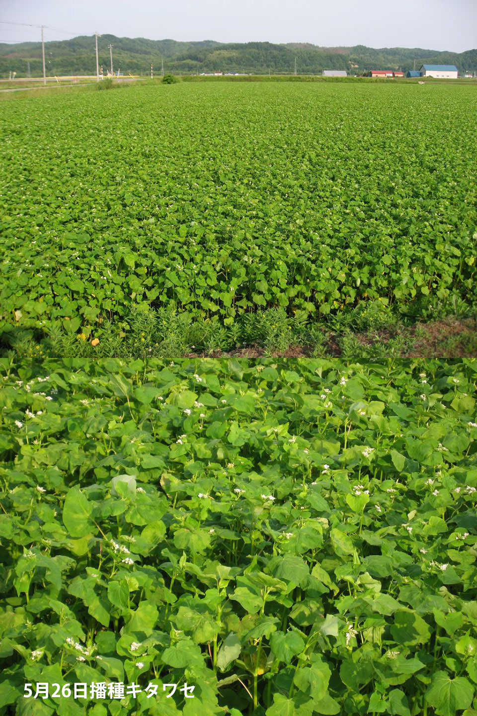 5月26日播種キタワセ