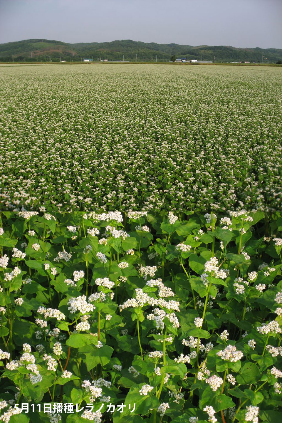 5月11日播種レラノカオリ
