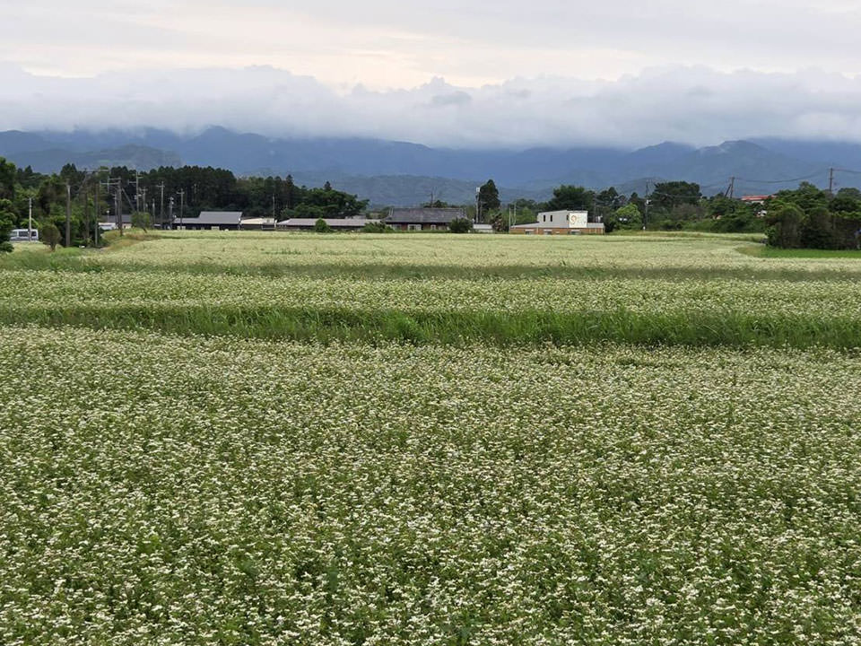 鹿児島県肝付町産 春のいぶき