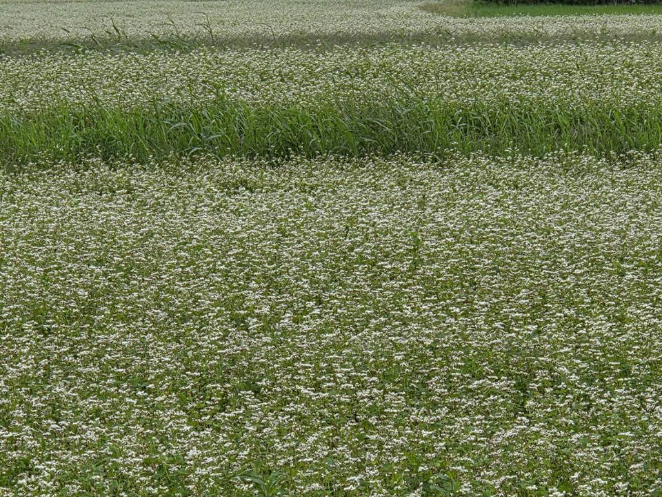 鹿児島県肝付町産 春のいぶき