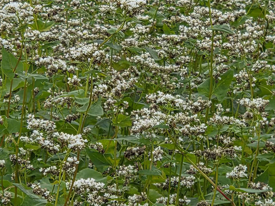 鹿児島県肝付町産 春のいぶき