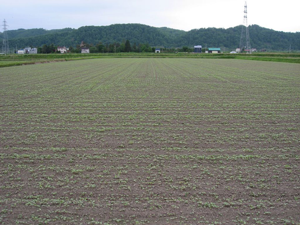 5月15日播種レラノカオリ