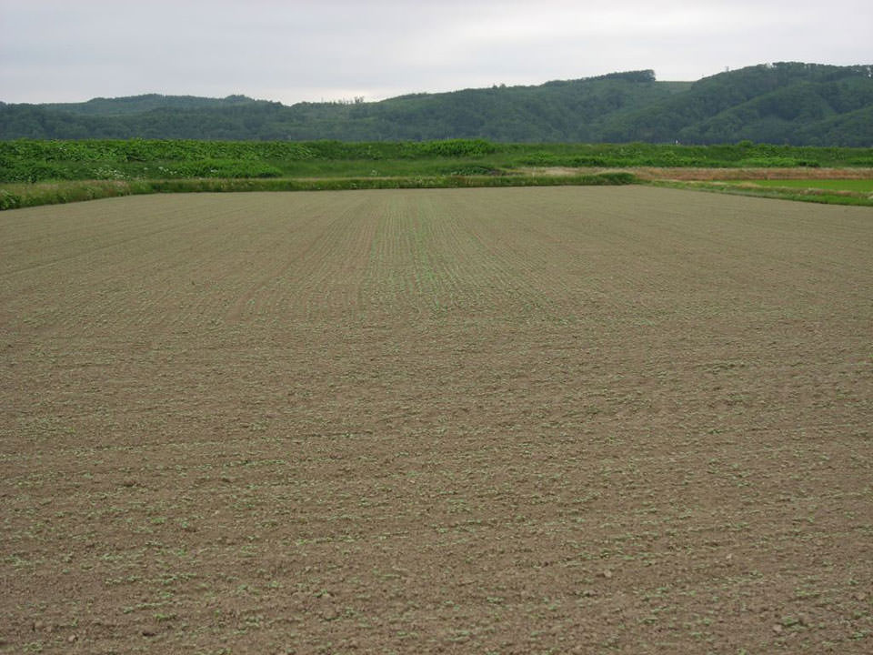 5月18日播種キタミツキ