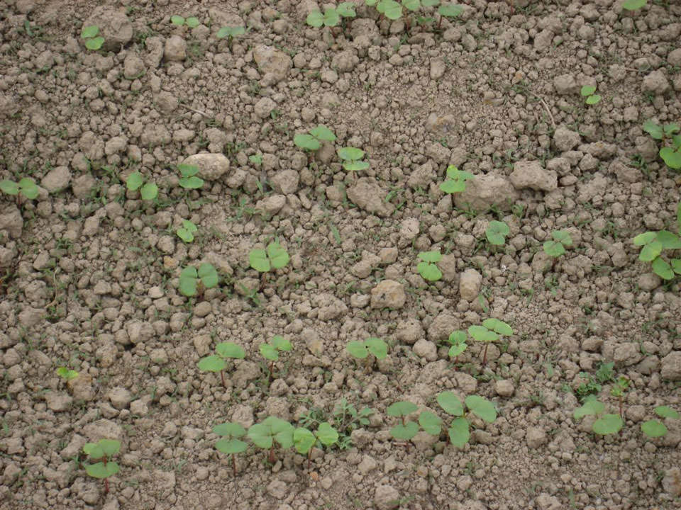 5月18日播種キタミツキ