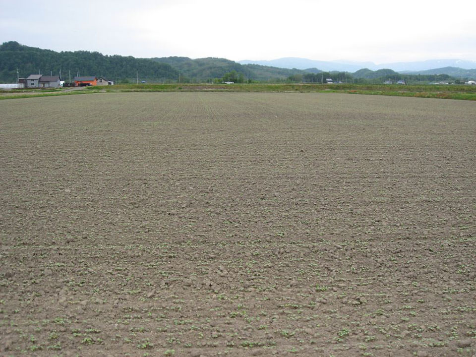 5月18日播種キタミツキ