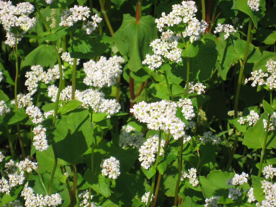 5月15日播種レラノカオリ2