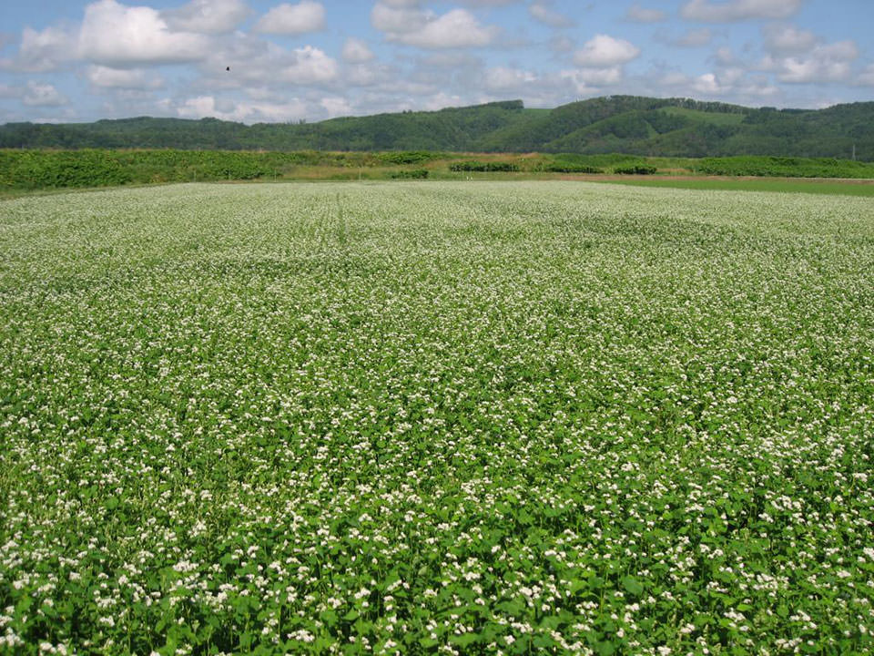5月18日播種キタミツキ1