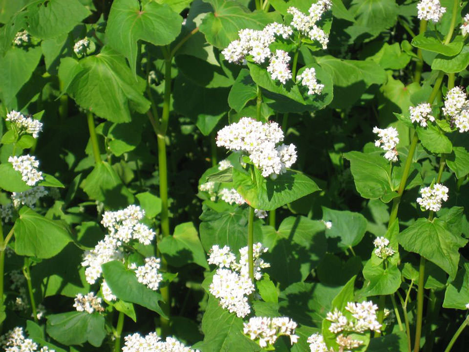 5月18日播種キタミツキ2