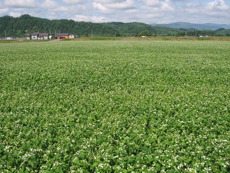 5月23日播種キタワセ1