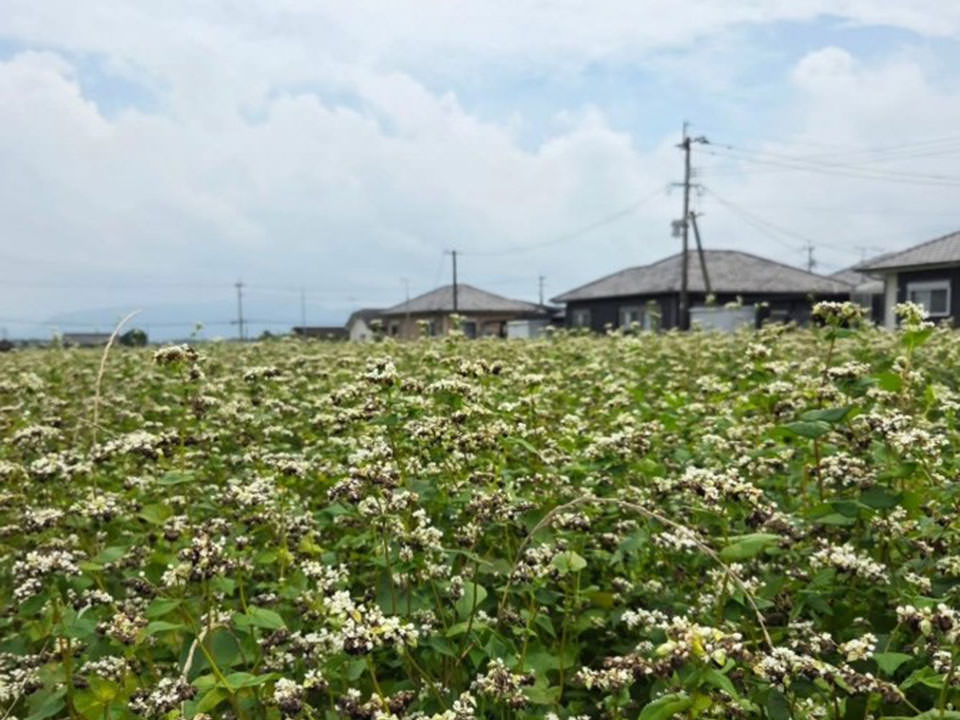 鹿児島県肝付町産「春のいぶき」