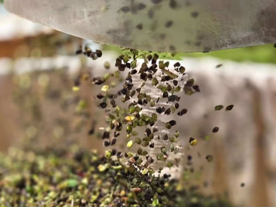 鹿児島県肝付町産「春のいぶき」