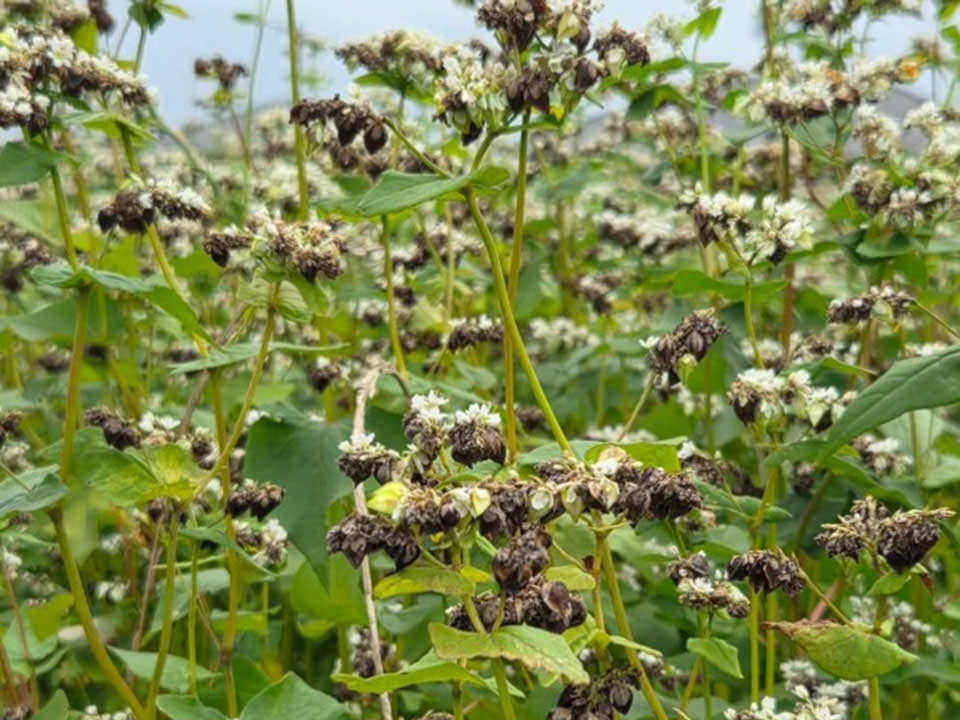 鹿児島県肝付町産「春のいぶき」