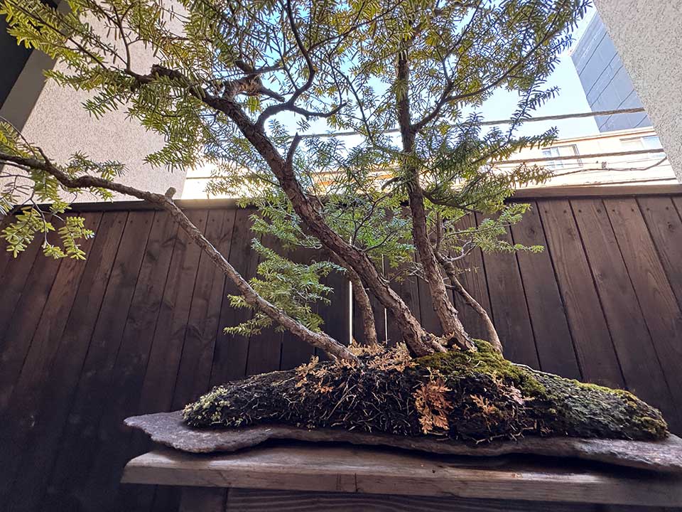 手打ちそば 山商